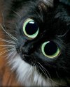 big-eyed-cat-begging-portrait-berkehaus-photography.jpg