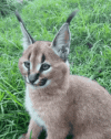 sweet-funny-wild-cat-youre-so-cute.gif