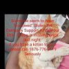 Montego Bay Animal Haven - Support/therapy kitten missing from  @nnh.nursing.care.centre in Montego Bay. Please please share. This kitten  has a job, a very important one. Please if seen, call the number on